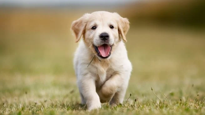 Cachorros