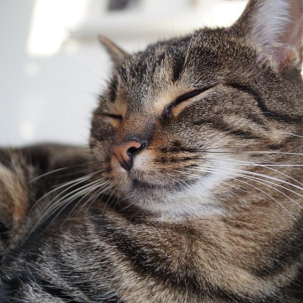 Gatos Adultos